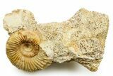 Jurassic Ammonite (Garantiana) Fossil - Évrecy, France #367854-1
